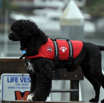 Canine Float Coat
